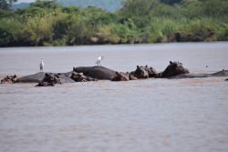 Animals in Zambezi River